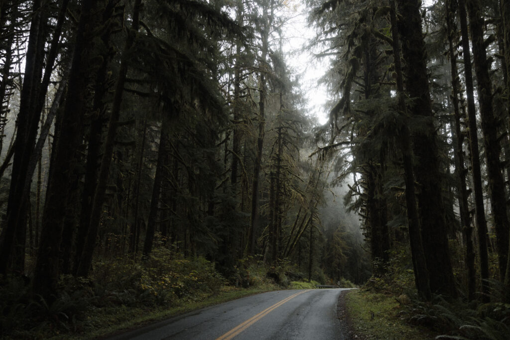 Bride and groom standing among towering moss-draped trees in Hoh Rainforest during a foggy Olympic National Park elopement.